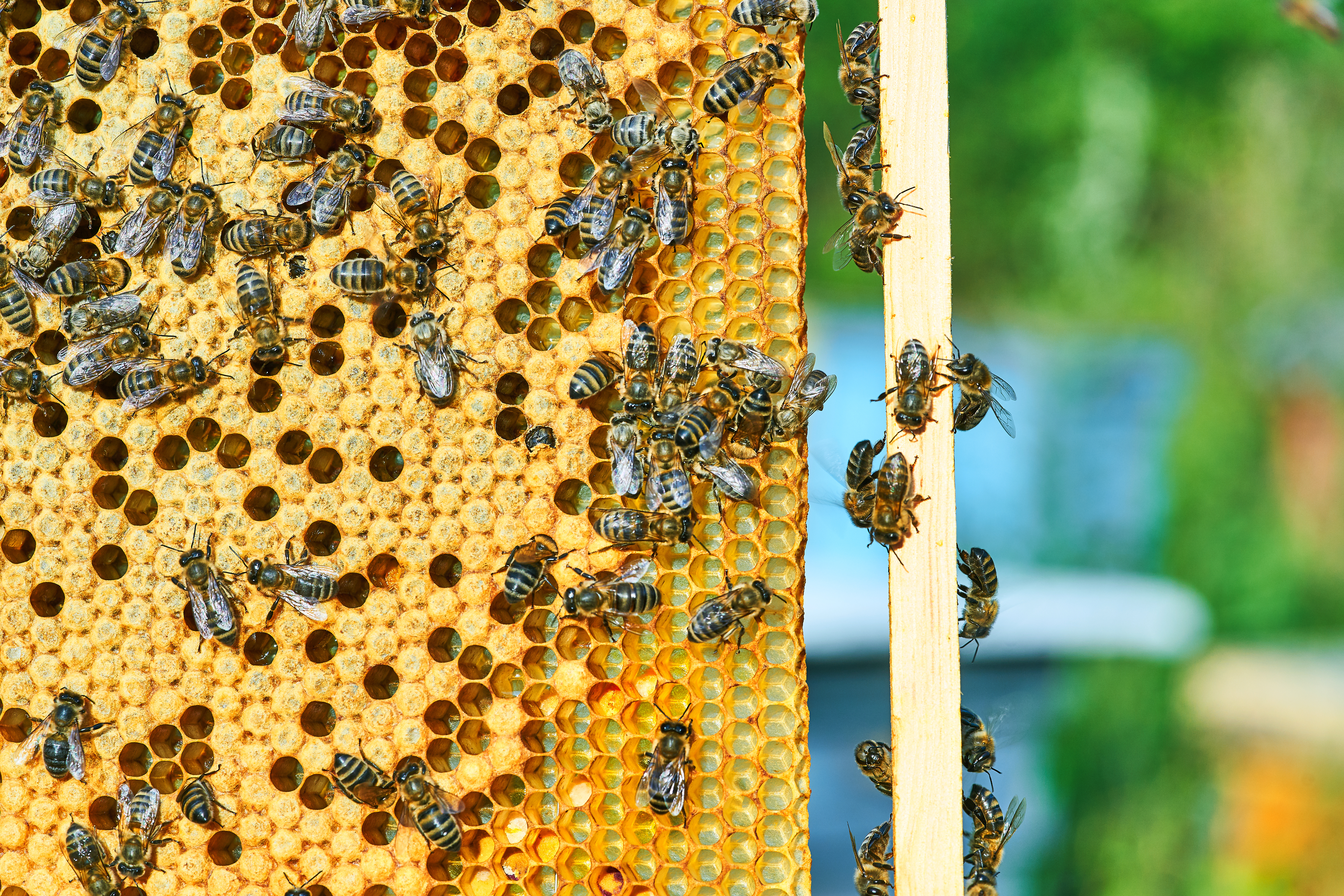 Close up view of the working bees on the honeycomb with sweet honey. Honey is beekeeping healthy produce.